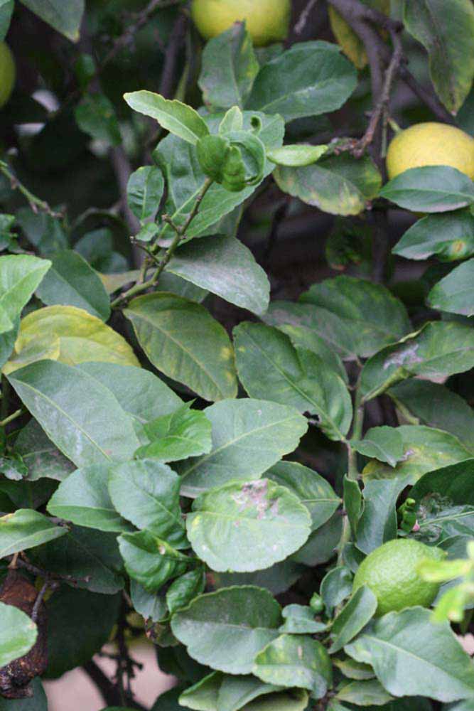               Sun leaves (Cook, Riverside,   CA)   